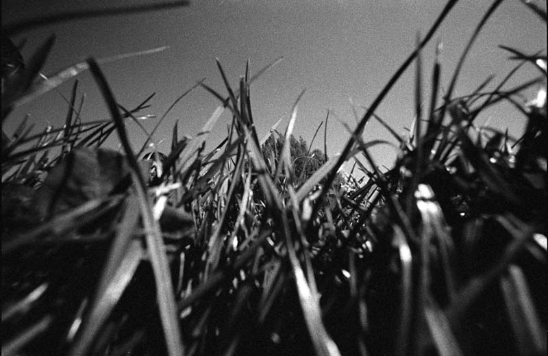 Grass